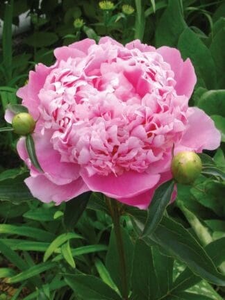 Paeonia Monsireur Jules Elie - case