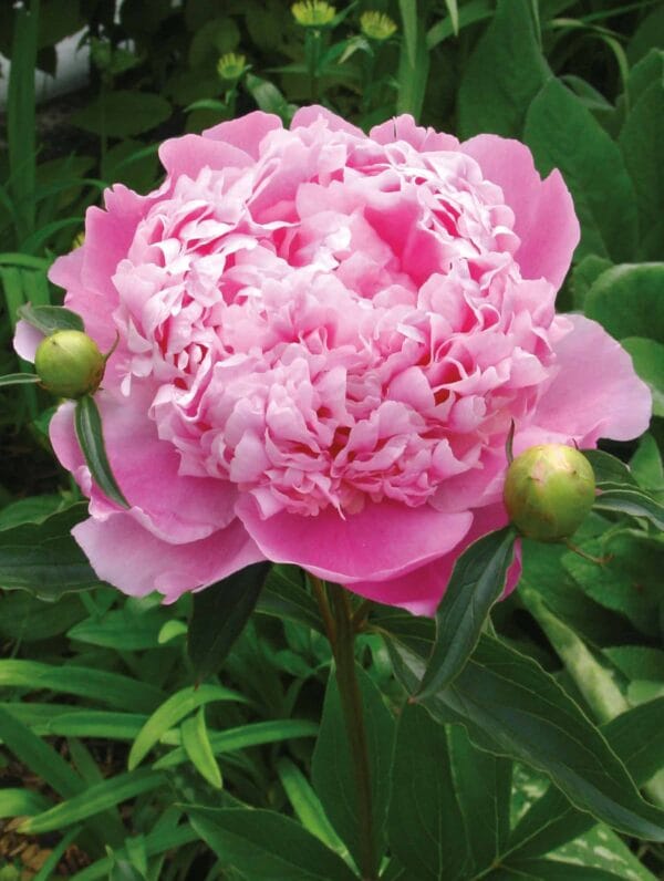 Paeonia Monsireur Jules Elie - case