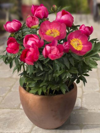 Paeonia Oslo - case
