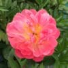 Paeonia Pink Hawaiian Coral