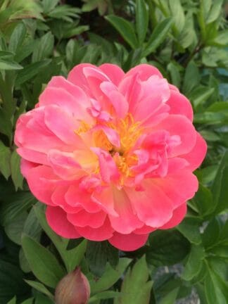 Paeonia Pink Hawaiian Coral - case