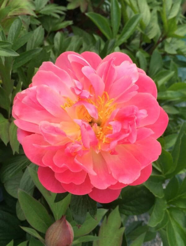 Paeonia Pink Hawaiian Coral - case
