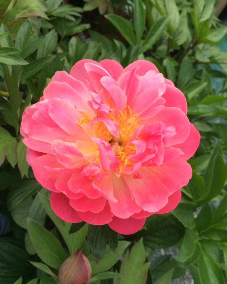 Paeonia Pink Hawaiian Coral