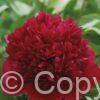 Paeonia Red Charm