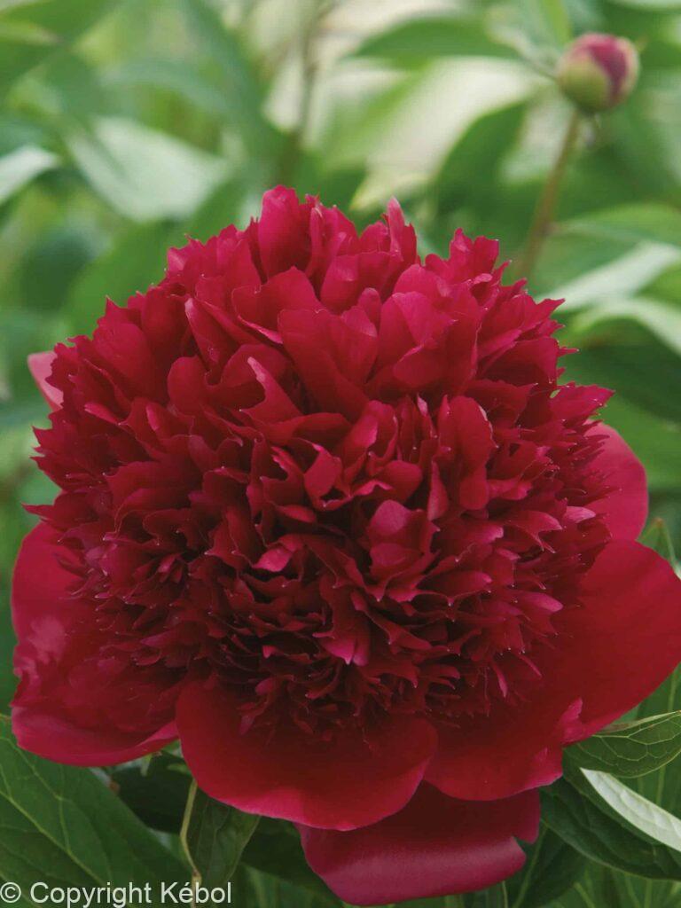Paeonia Red Charm