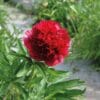 Paeonia lactiflora (D) Red Double - Bag
