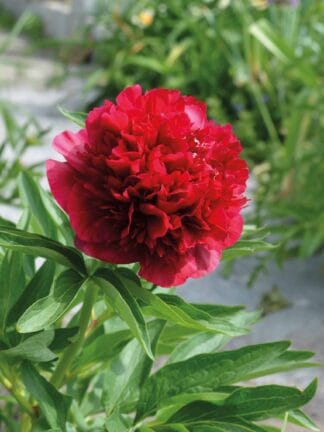 Paeonia lactiflora (D) Red Double - Bag