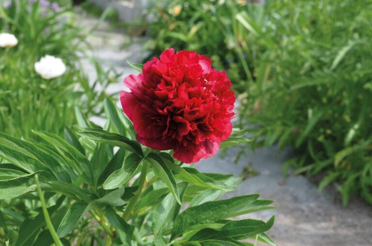 Paeonia lactiflora (D) Red Double - Bag