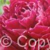 Paeonia Red Sarah Bernhardt