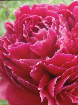 Paeonia Red Sarah Bernhardt - case