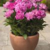 Paeonia Rome
