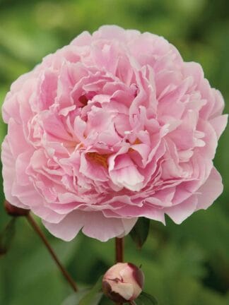 Paeonia Sarah Bernhardt - case