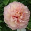 Paeonia Scrumdidleumptious