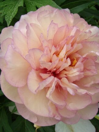 Paeonia Scrumdidleumptious - case