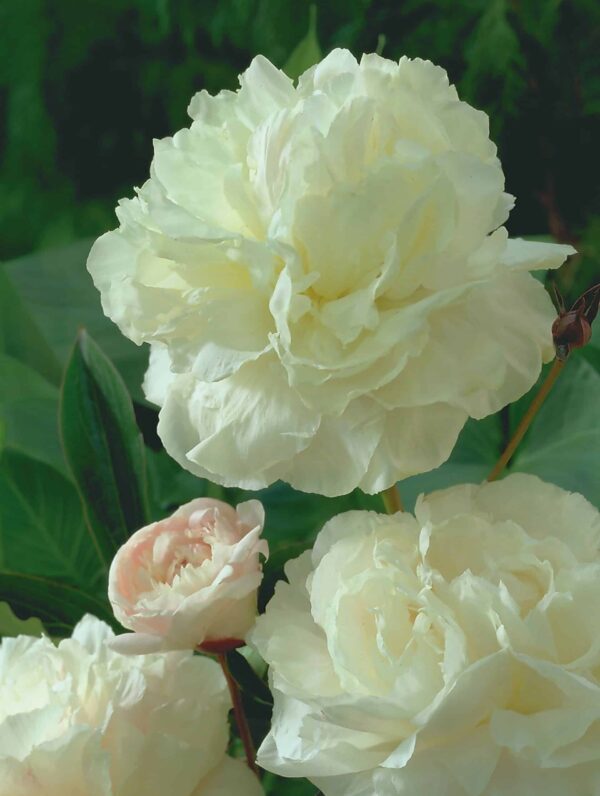 Paeonia Shirley Temple - case