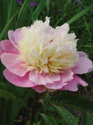 Paeonia Sorbet - case