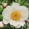 Paeonia White Wings