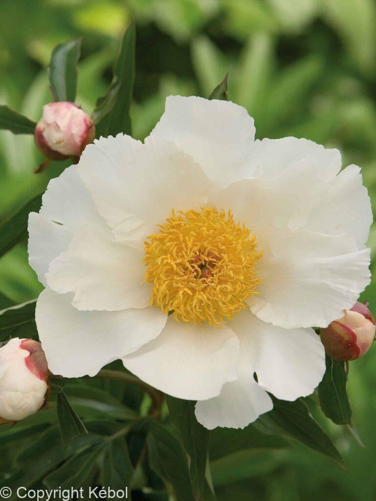 Paeonia White Wings