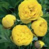 Paeonia Yellow Crown