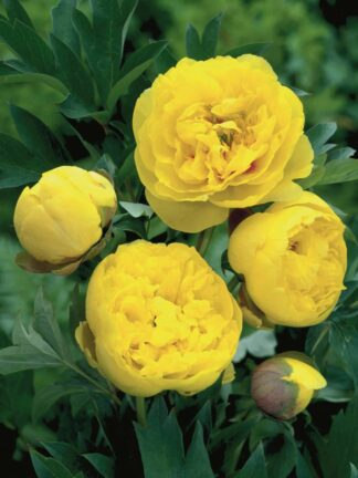 Paeonia Yellow Crown - bag