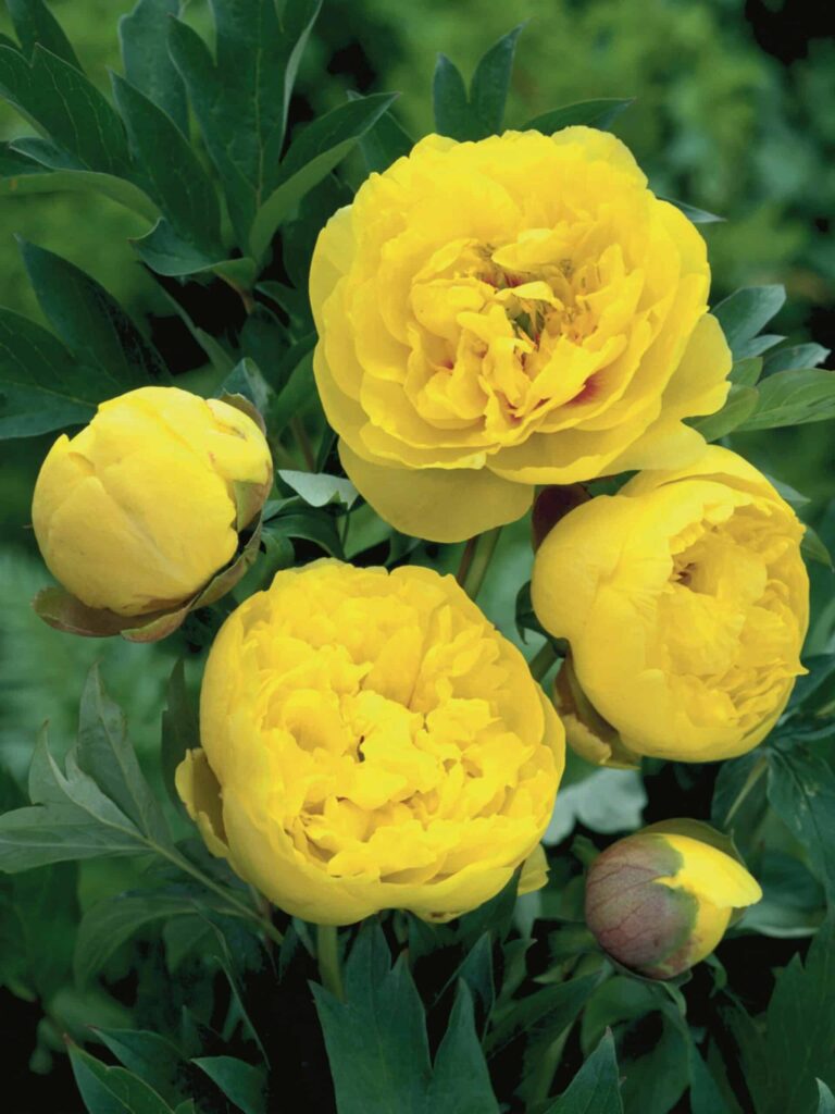 Paeonia Yellow Crown