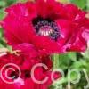 Papaver Harlem