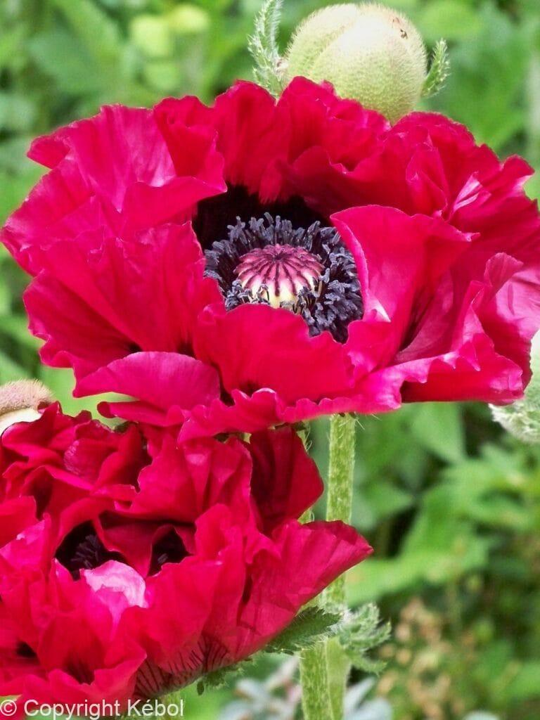 Papaver Harlem