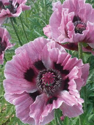 Papaver Manhattan - case