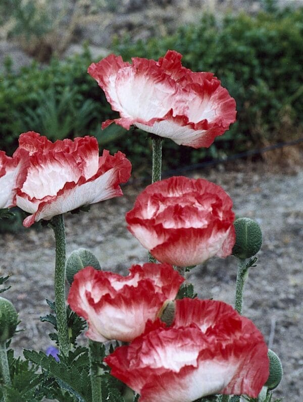 Papaver Place Pigalle - case