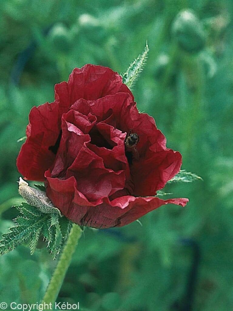 Papaver Royal Chocolate Distinction