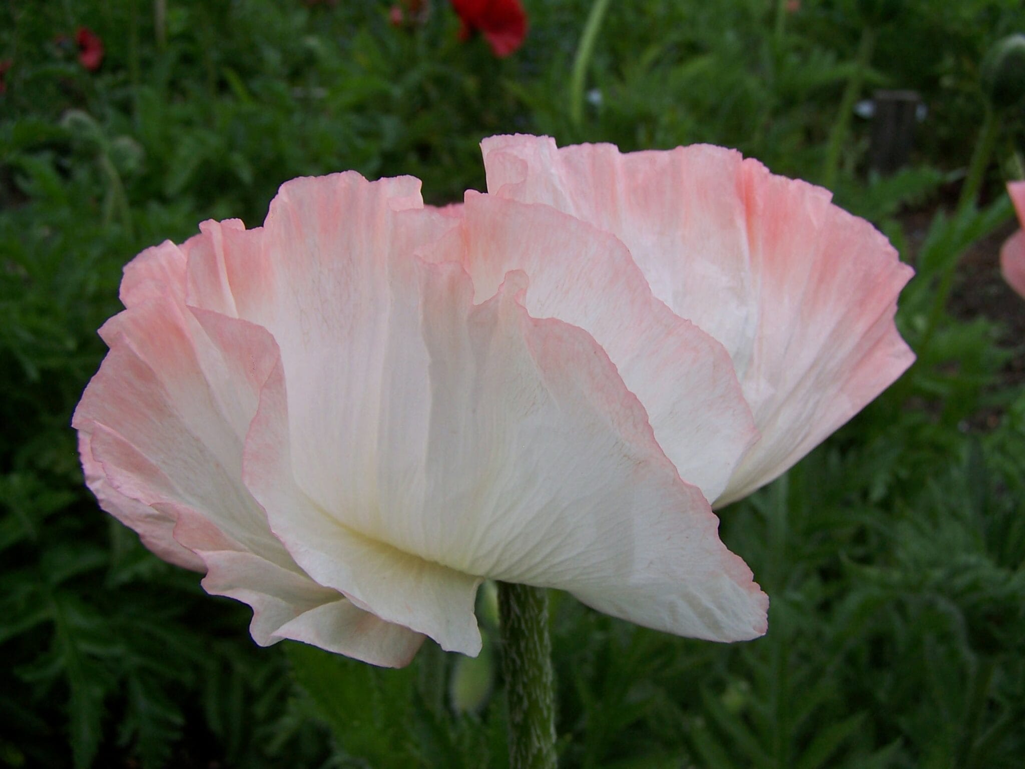 Papaver Shasta