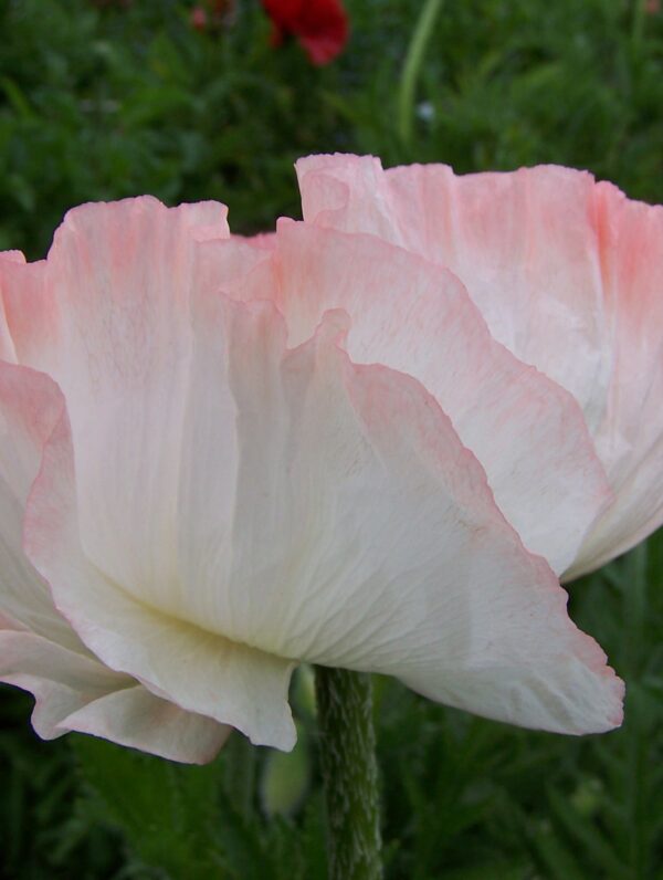 Papaver Shasta