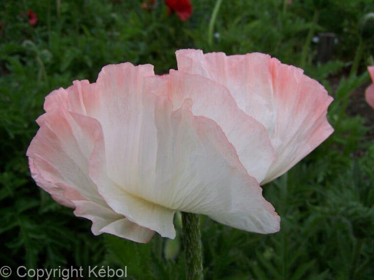 Papaver Shasta