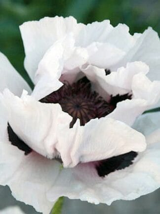 Papaver  Snow Goose