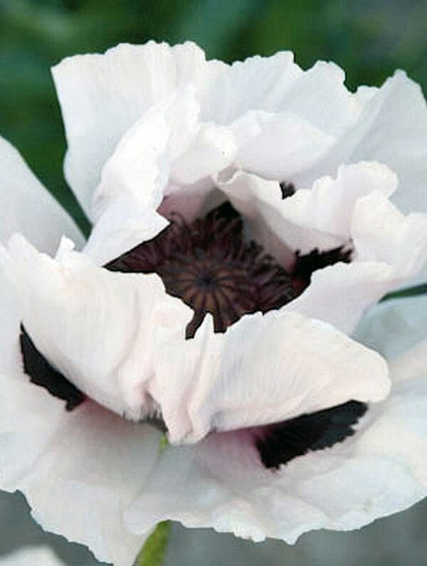 Papaver Snow Goose - case