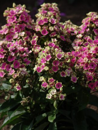 Phlox  Aureole