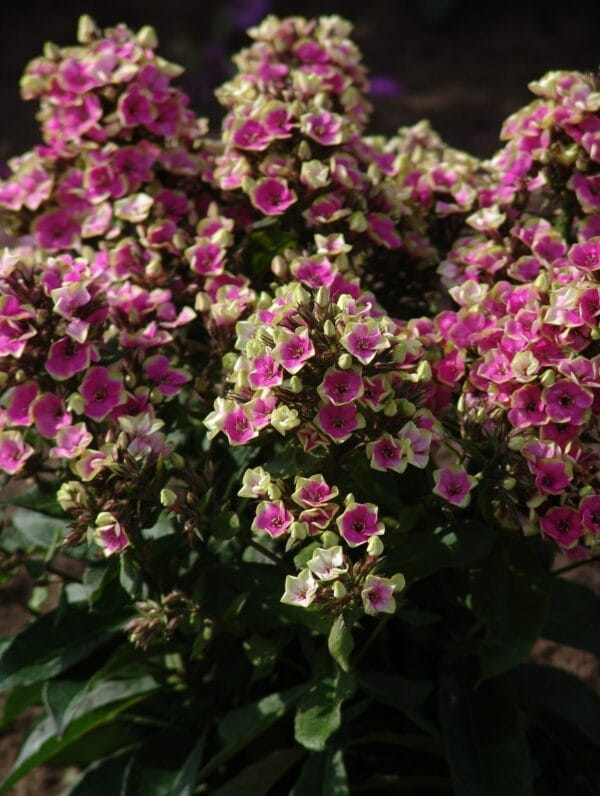 Phlox Aureole - case