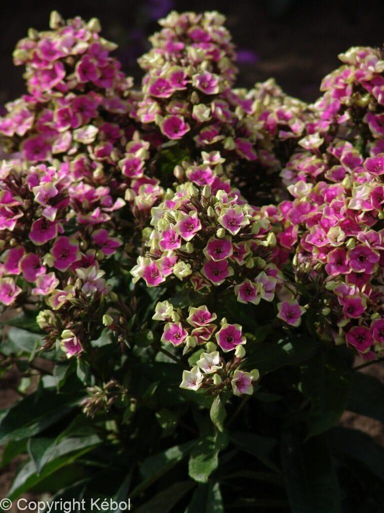 Phlox Aureole