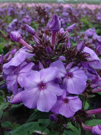 Phlox Blue Paradise