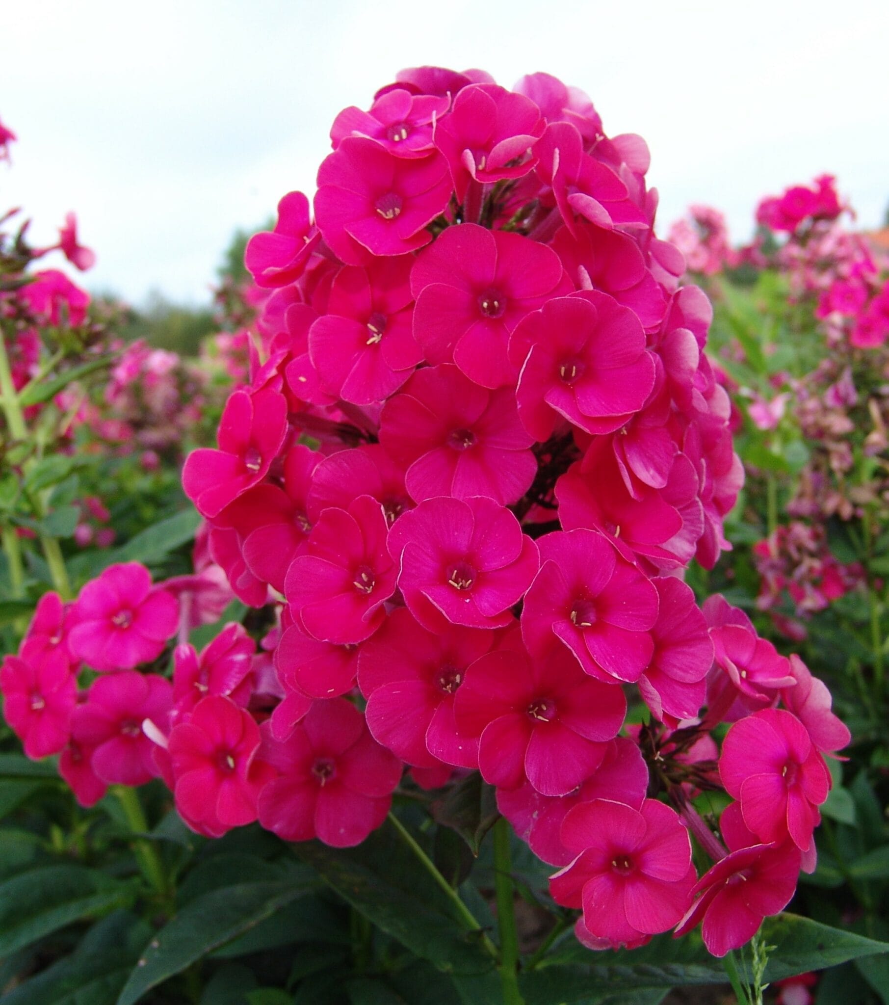 Phlox Grenadine Dream