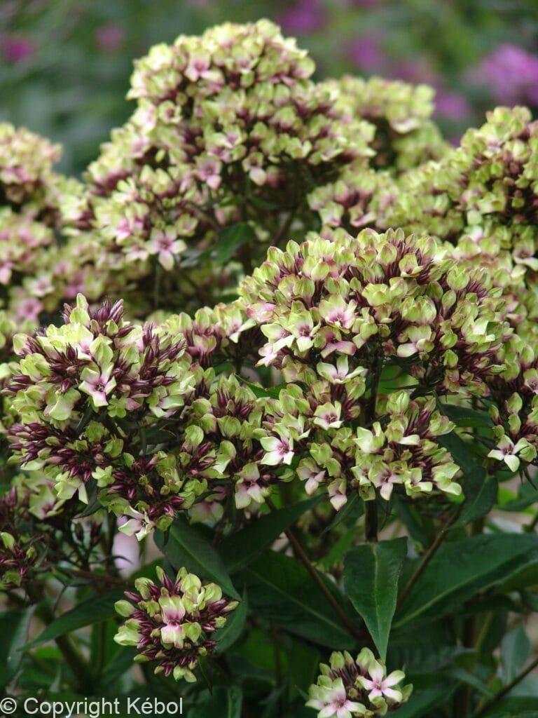 Phlox Mystique Green