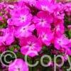 Phlox Watermelon Punch