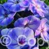 Phlox Younique Old Blue
