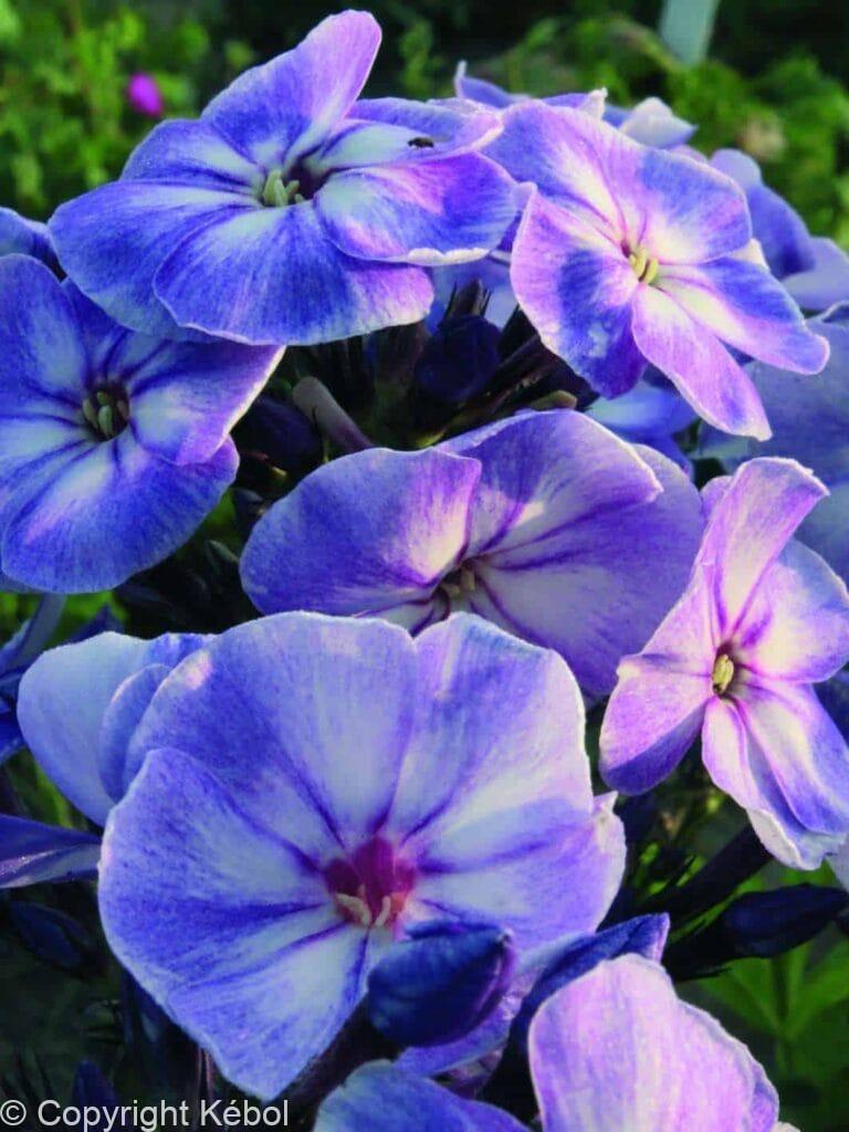 Phlox Younique Old Blue