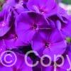 Phlox Younique Old Purple