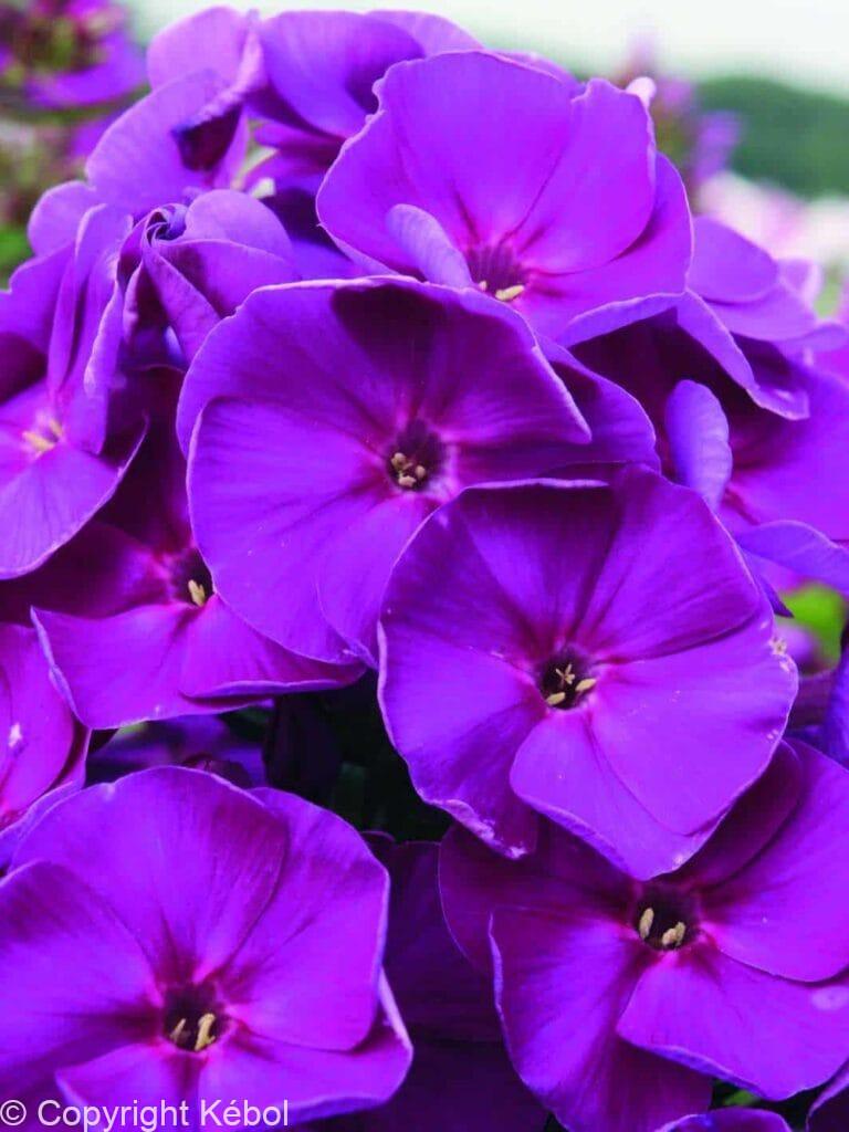 Phlox Younique Old Purple