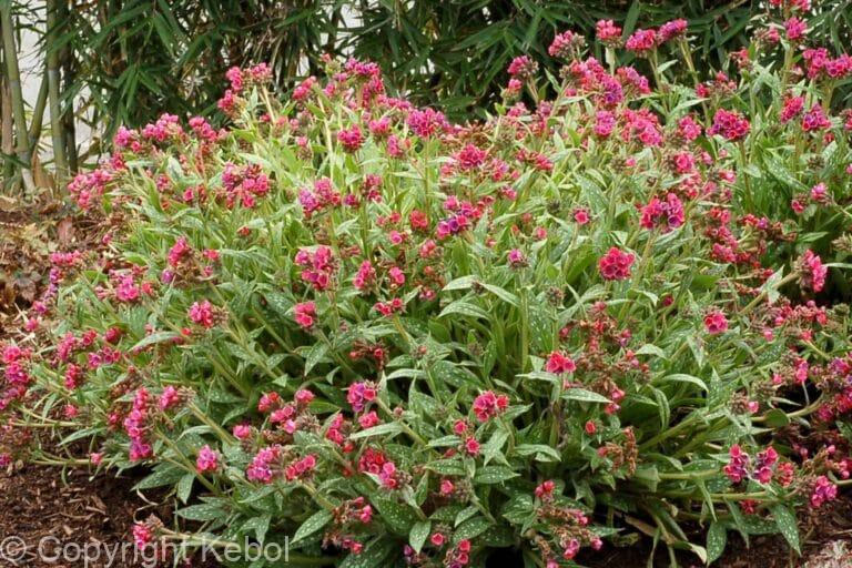 Pulmonaria Raspberry Splash