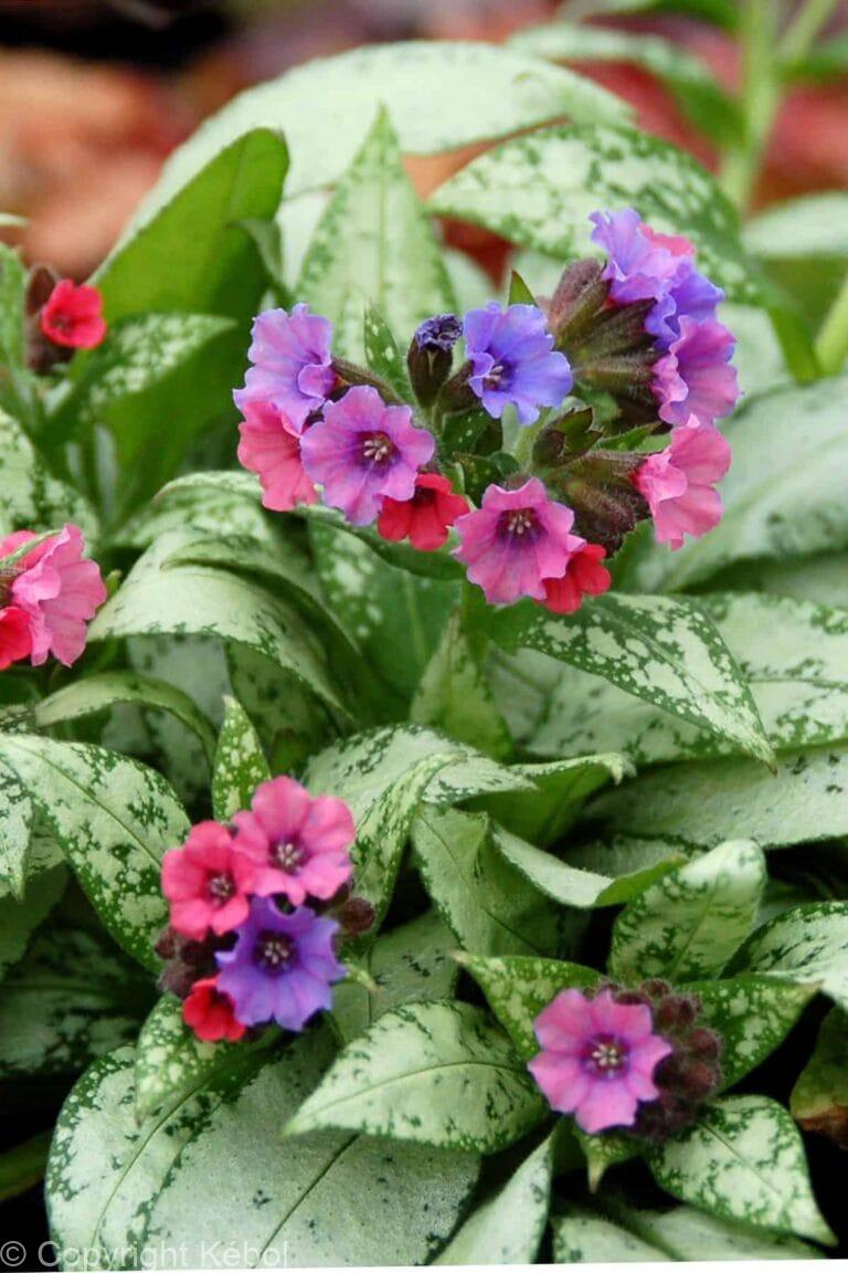 Pulmonaria Silver Bouquet