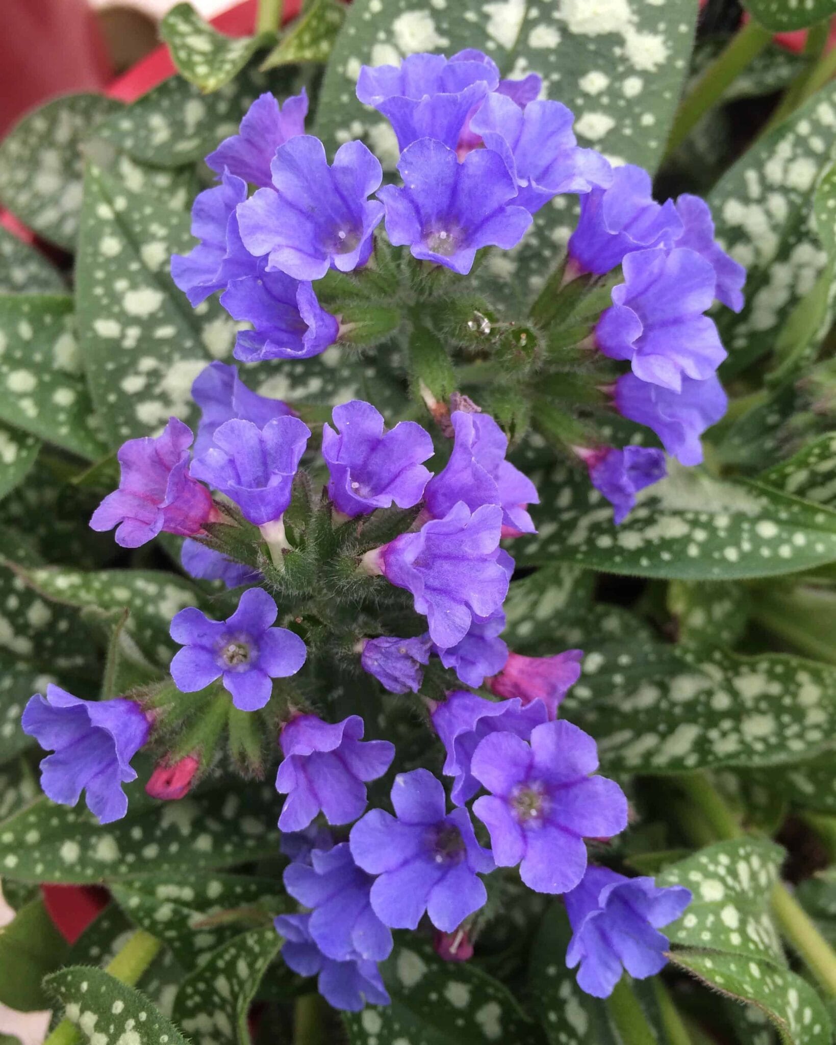 Pulmonaria Trevi Fountain