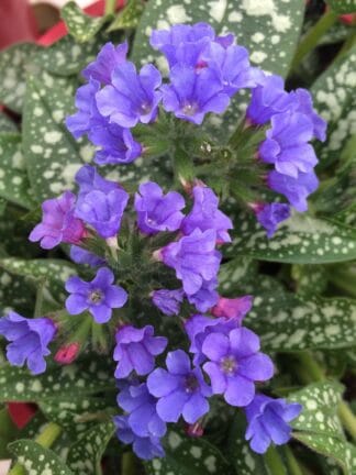 Pulmonaria Trevi Fountain - bag